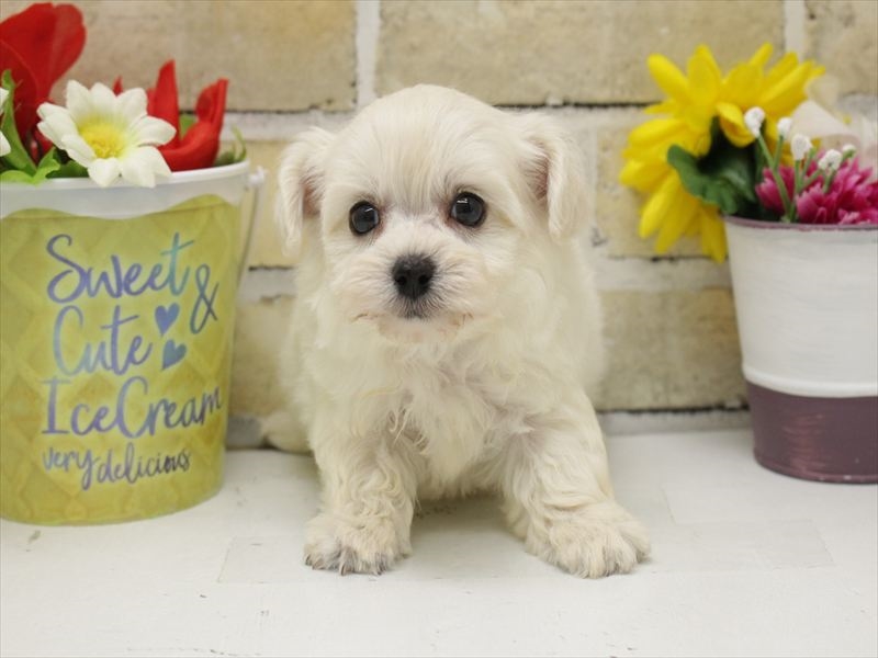 福岡県のチワプー/プーチー(チワワ×プードル) (ワンラブ福岡総本店/2025年9月1日生まれ/男の子/クリーム)の子犬の3枚目の画像