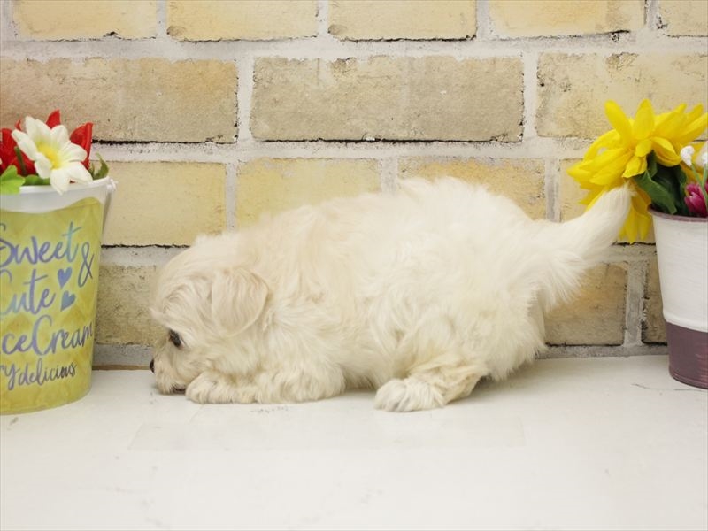 福岡県のチワプー/プーチー(チワワ×プードル) (ワンラブ福岡総本店/2025年9月1日生まれ/男の子/クリーム)の子犬の2枚目の画像