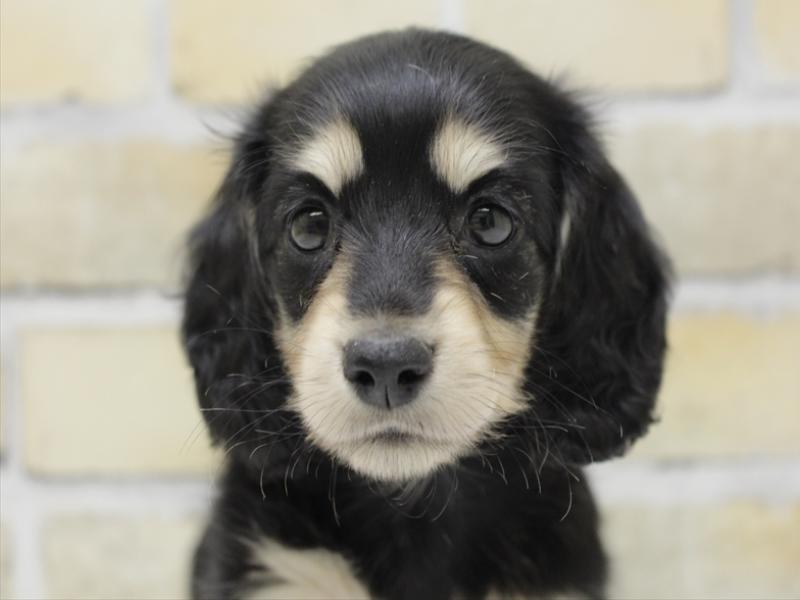 福岡県のミニチュアダックスフンド(ロング) (ワンラブ福岡総本店/2025年8月30日生まれ/女の子/ブラックイエロー)の子犬の1枚目の画像