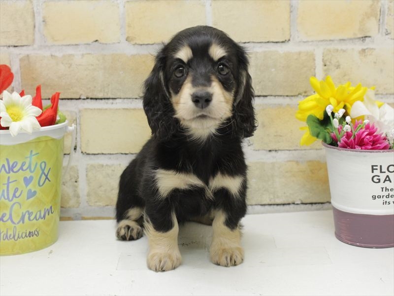 福岡県のミニチュアダックスフンド(ロング) (ワンラブ福岡総本店/2025年8月30日生まれ/女の子/ブラックイエロー)の子犬の3枚目の画像