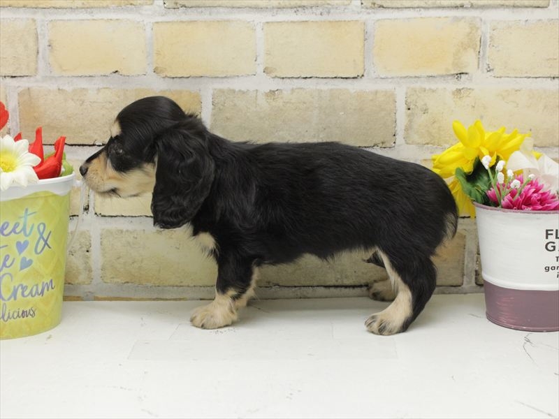 福岡県のミニチュアダックスフンド(ロング) (ワンラブ福岡総本店/2025年8月30日生まれ/女の子/ブラックイエロー)の子犬の2枚目の画像