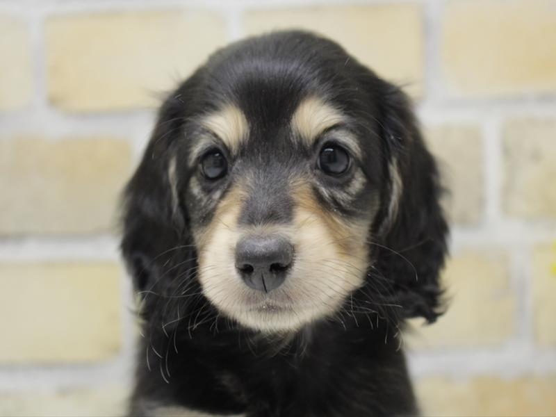 福岡県のミニチュアダックスフンド(ロング) (ワンラブ福岡総本店/2025年8月30日生まれ/男の子/ブラックイエロー)の子犬の1枚目の画像