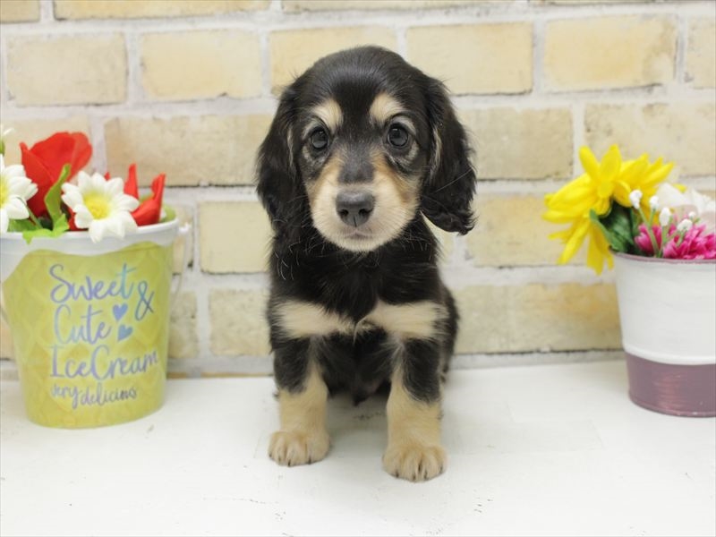 福岡県のミニチュアダックスフンド(ロング) (ワンラブ福岡総本店/2025年8月30日生まれ/男の子/ブラックイエロー)の子犬の3枚目の画像