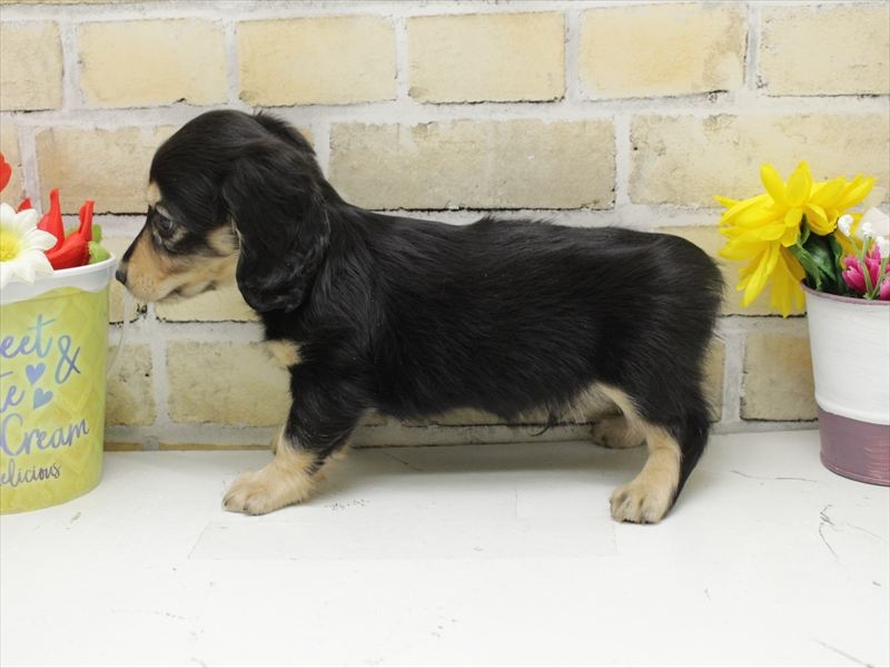 福岡県のミニチュアダックスフンド(ロング) (ワンラブ福岡総本店/2025年8月30日生まれ/男の子/ブラックイエロー)の子犬の2枚目の画像