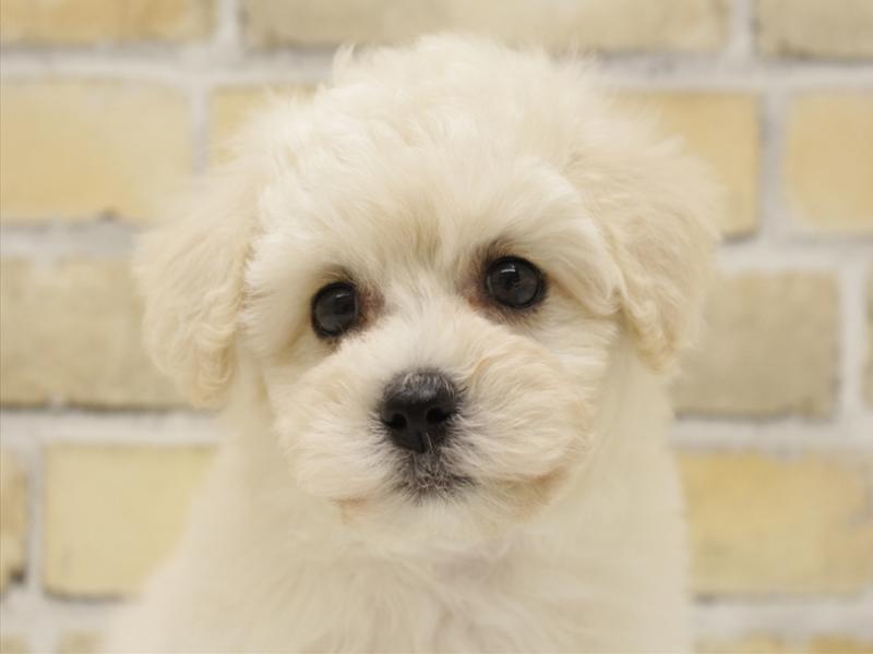 福岡県のビションフリーゼ (ワンラブ福岡総本店/2025年9月1日生まれ/男の子/ホワイト)の子犬の1枚目の画像