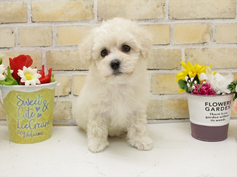 福岡県のビションフリーゼ (ワンラブ福岡総本店/2025年9月1日生まれ/男の子/ホワイト)の子犬の3枚目の画像