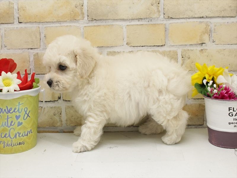 福岡県のビションフリーゼ (ワンラブ福岡総本店/2025年9月1日生まれ/男の子/ホワイト)の子犬の2枚目の画像