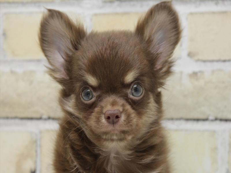 福岡県のチワワ(ロング) (ワンラブ福岡総本店/2025年8月30日生まれ/男の子/チョコレートタン)の子犬の1枚目の画像