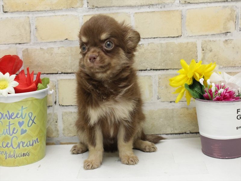 福岡県のチワワ(ロング) (ワンラブ福岡総本店/2025年8月30日生まれ/男の子/チョコレートタン)の子犬の3枚目の画像