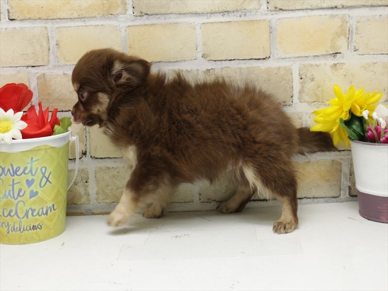 福岡県のチワワ(ロング) (ワンラブ福岡総本店/2025年8月30日生まれ/男の子/チョコレートタン)の子犬の2枚目の画像