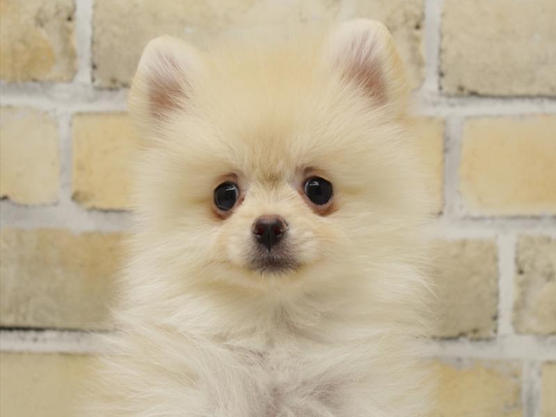 福岡県のポメラニアン (ワンラブ福岡総本店/2025年8月28日生まれ/男の子/クリーム)の子犬の1枚目の画像