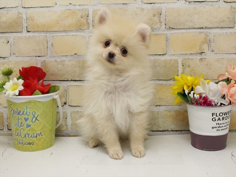 福岡県のポメラニアン (ワンラブ福岡総本店/2025年8月28日生まれ/男の子/クリーム)の子犬の3枚目の画像