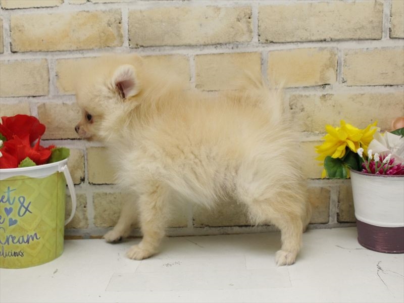 福岡県のポメラニアン (ワンラブ福岡総本店/2025年8月28日生まれ/男の子/クリーム)の子犬の2枚目の画像