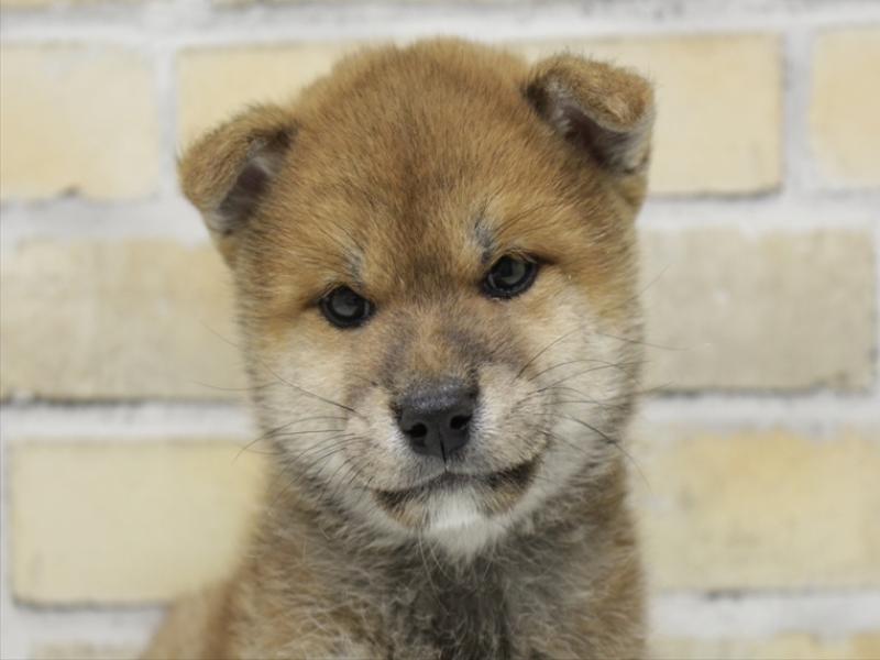 福岡県の柴犬(標準サイズ) (ワンラブ福岡総本店/2025年9月1日生まれ/男の子/赤)の子犬の1枚目の画像
