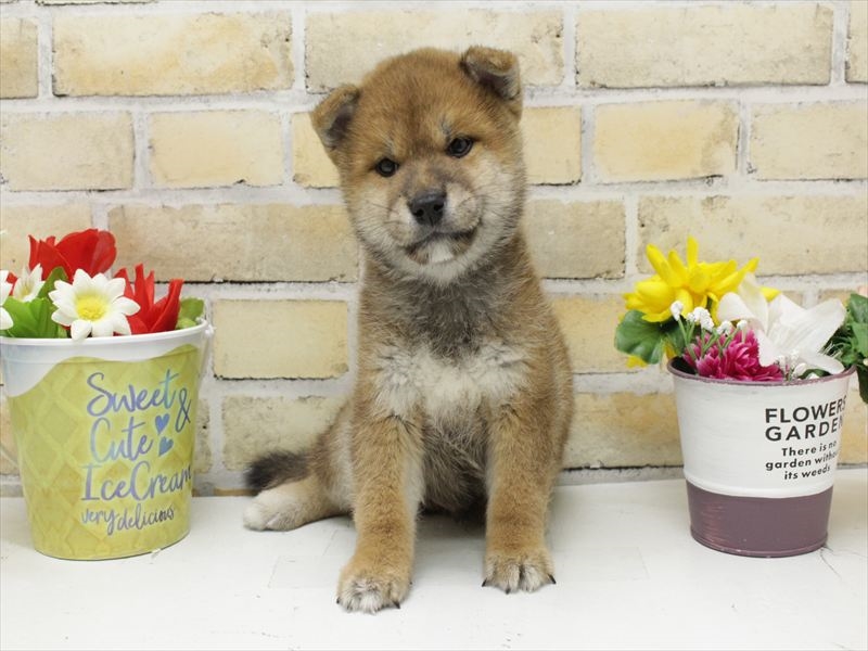福岡県の柴犬(標準サイズ) (ワンラブ福岡総本店/2025年9月1日生まれ/男の子/赤)の子犬の3枚目の画像