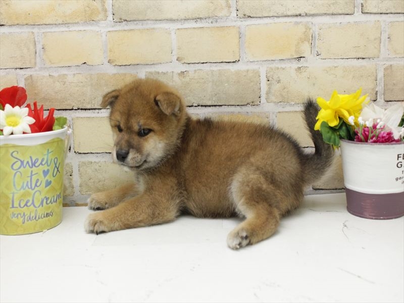 福岡県の柴犬(標準サイズ) (ワンラブ福岡総本店/2025年9月1日生まれ/男の子/赤)の子犬の2枚目の画像