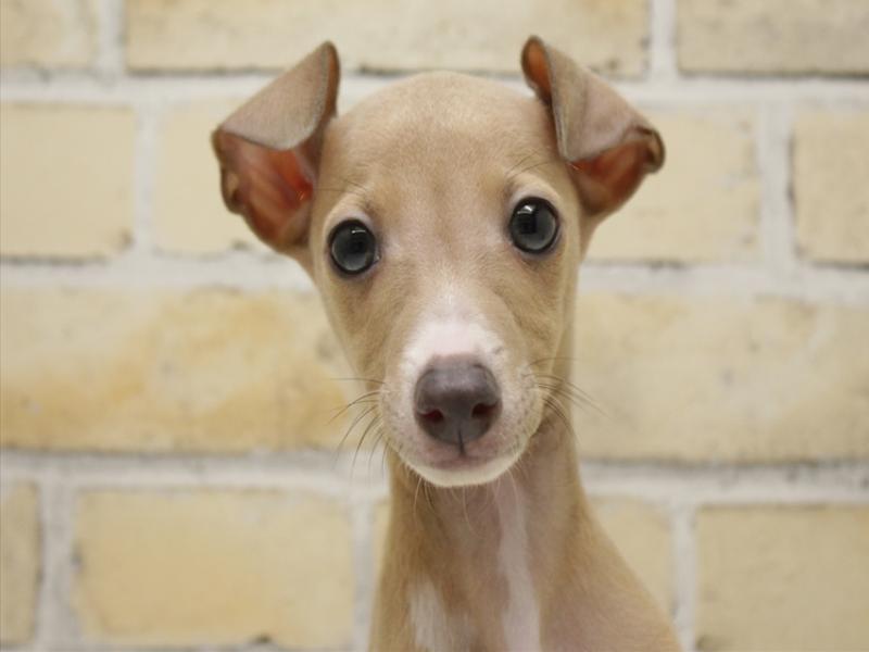 福岡県のイタリアングレーハウンド (ワンラブ福岡総本店/2025年8月28日生まれ/男の子/フォーンホワイト)の子犬の1枚目の画像