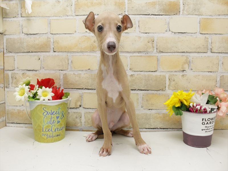 福岡県のイタリアングレーハウンド (ワンラブ福岡総本店/2025年8月28日生まれ/男の子/フォーンホワイト)の子犬の3枚目の画像