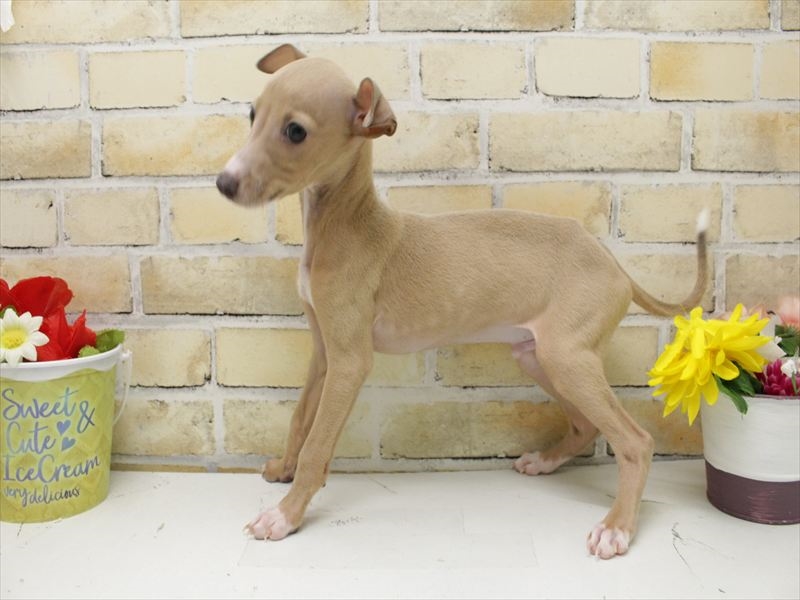 福岡県のイタリアングレーハウンド (ワンラブ福岡総本店/2025年8月28日生まれ/男の子/フォーンホワイト)の子犬の2枚目の画像