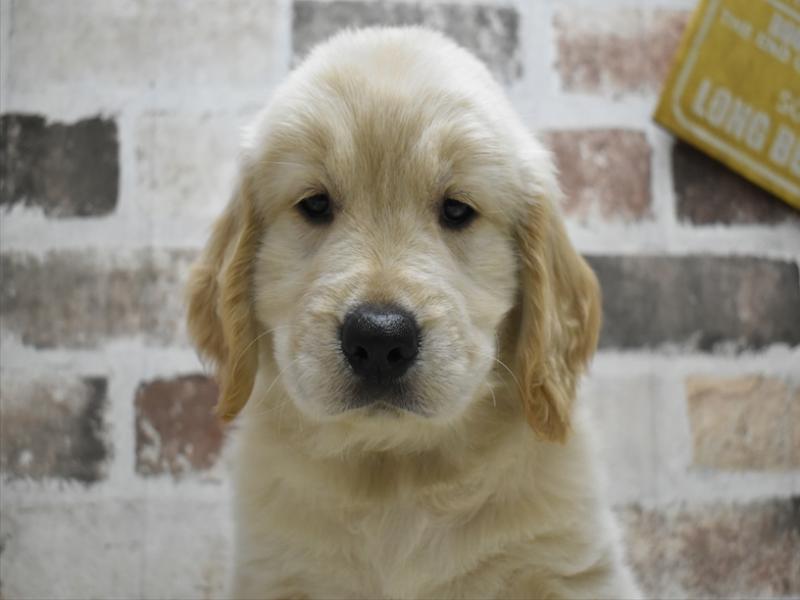 愛知県のゴールデンレトリバー (ワンラブ名古屋守山インター総本店/2025年9月3日生まれ/女の子/ゴールデン)の子犬の1枚目の画像