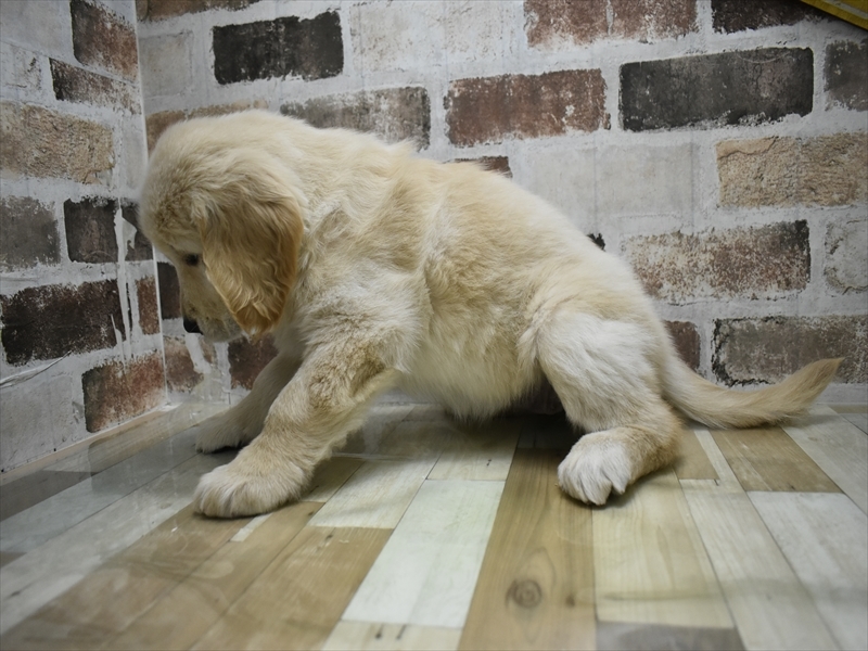 愛知県のゴールデンレトリバー (ワンラブ名古屋守山インター総本店/2025年9月3日生まれ/女の子/ゴールデン)の子犬の3枚目の画像