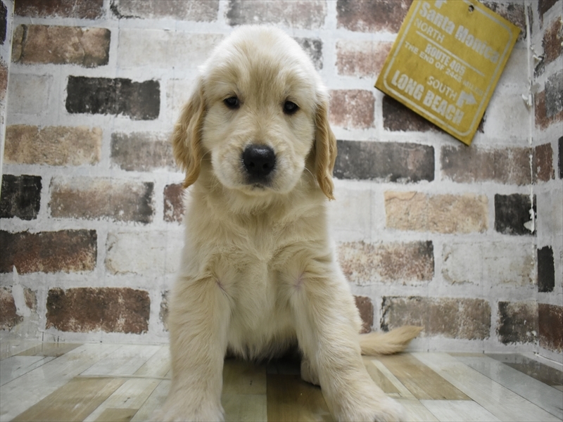 愛知県のゴールデンレトリバー (ワンラブ名古屋守山インター総本店/2025年9月3日生まれ/女の子/ゴールデン)の子犬の2枚目の画像