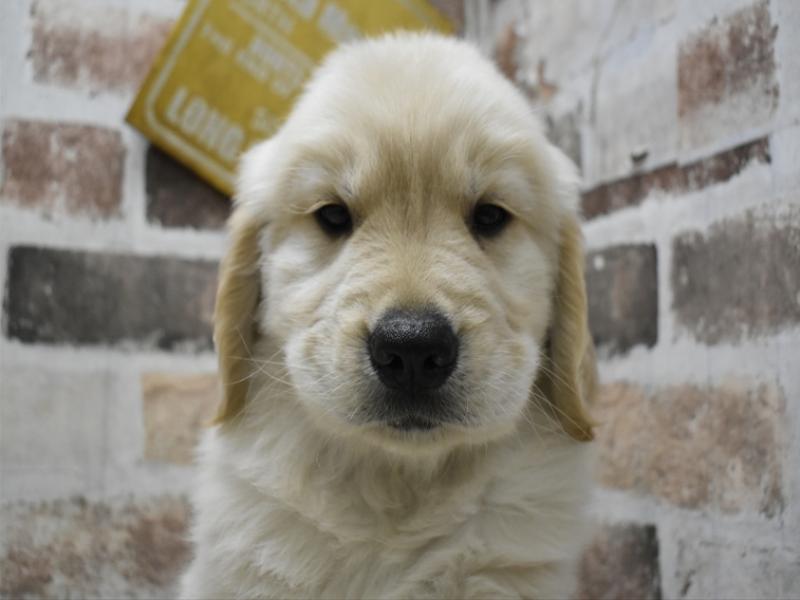 愛知県のゴールデンレトリバー (ワンラブ名古屋守山インター総本店/2025年9月3日生まれ/男の子/ゴールデン)の子犬の1枚目の画像