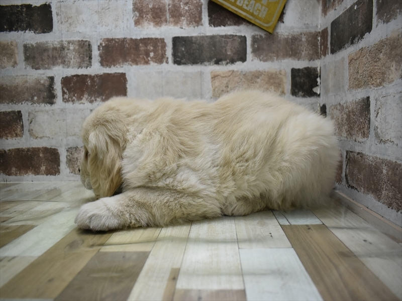 愛知県のゴールデンレトリバー (ワンラブ名古屋守山インター総本店/2025年9月3日生まれ/男の子/ゴールデン)の子犬の3枚目の画像