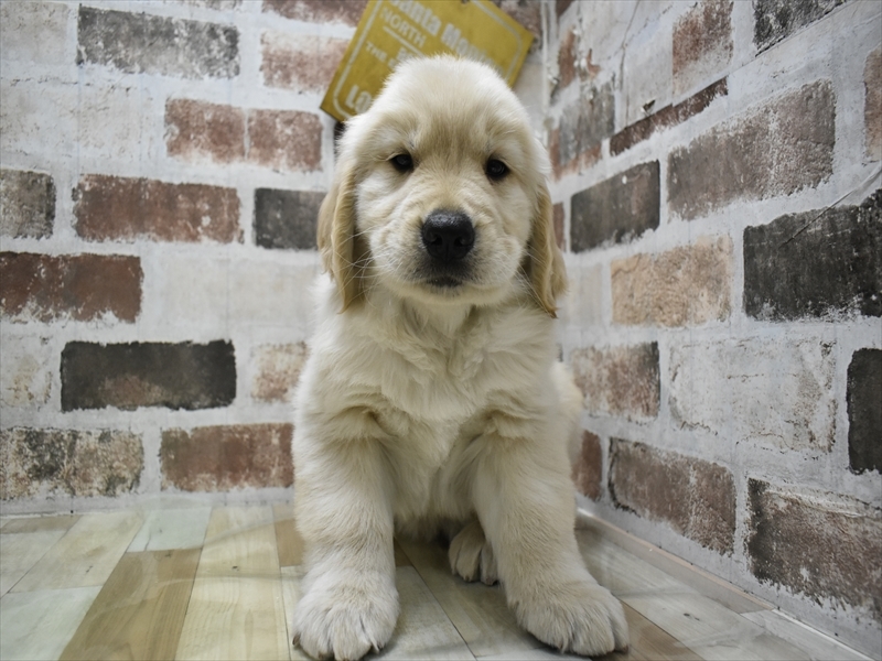 愛知県のゴールデンレトリバー (ワンラブ名古屋守山インター総本店/2025年9月3日生まれ/男の子/ゴールデン)の子犬の2枚目の画像