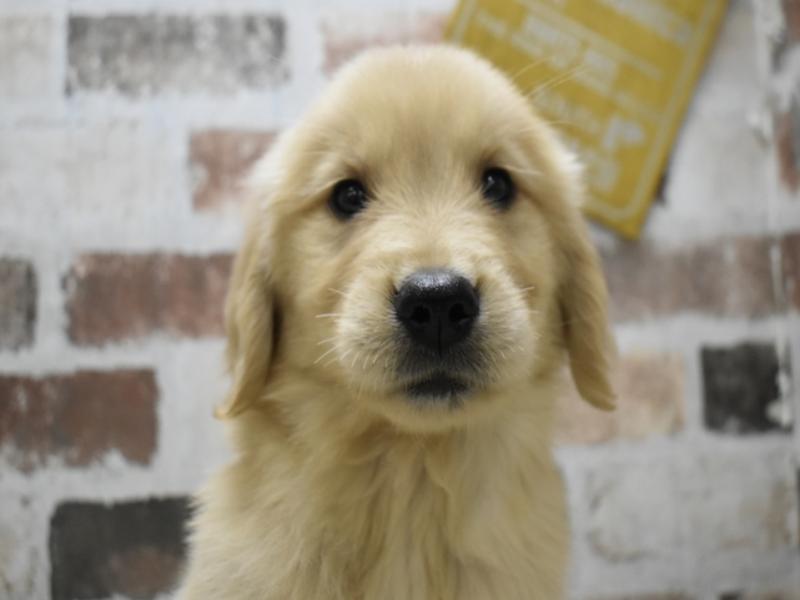 愛知県のゴールデンレトリバー (ワンラブ名古屋守山インター総本店/2025年9月1日生まれ/女の子/ゴールデン)の子犬の1枚目の画像