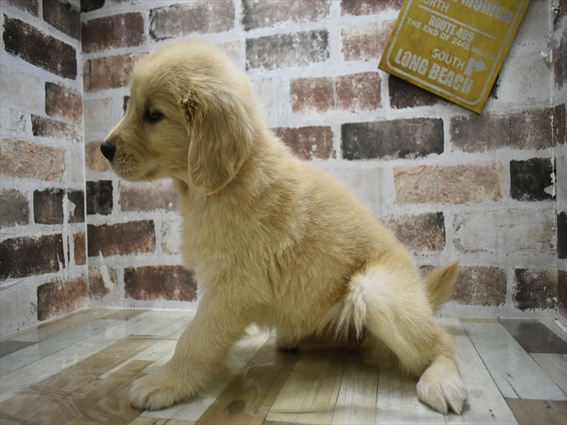 愛知県のゴールデンレトリバー (ワンラブ名古屋守山インター総本店/2025年9月1日生まれ/女の子/ゴールデン)の子犬の3枚目の画像