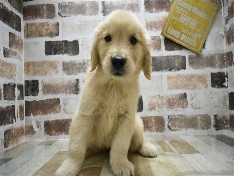 愛知県のゴールデンレトリバー (ワンラブ名古屋守山インター総本店/2025年9月1日生まれ/女の子/ゴールデン)の子犬の2枚目の画像