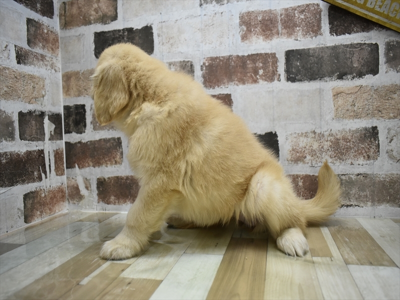 愛知県のゴールデンレトリバー (ワンラブ名古屋守山インター総本店/2025年9月1日生まれ/女の子/ゴールデン)の子犬の3枚目の画像