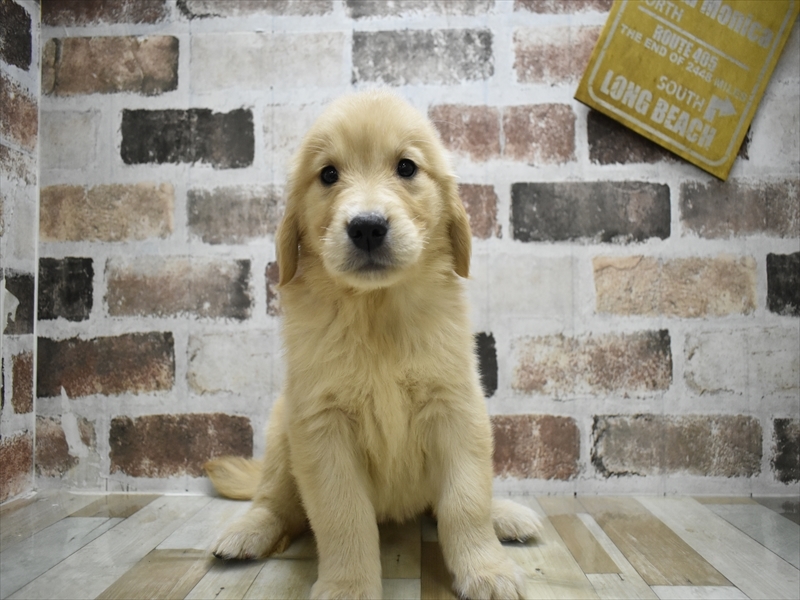 愛知県のゴールデンレトリバー (ワンラブ名古屋守山インター総本店/2025年9月1日生まれ/女の子/ゴールデン)の子犬の2枚目の画像
