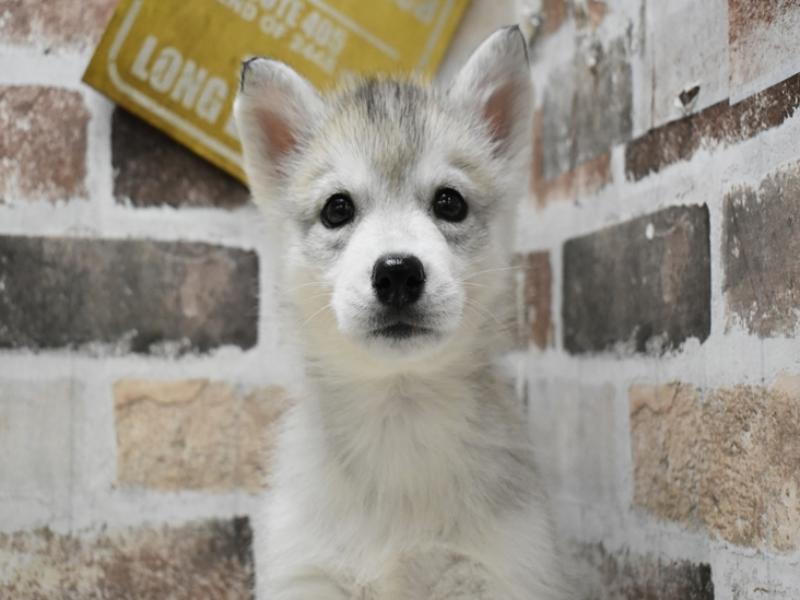 愛知県のシベリアンハスキー (ワンラブ名古屋守山インター総本店/2025年9月3日生まれ/女の子/シルバーホワイト)の子犬の1枚目の画像