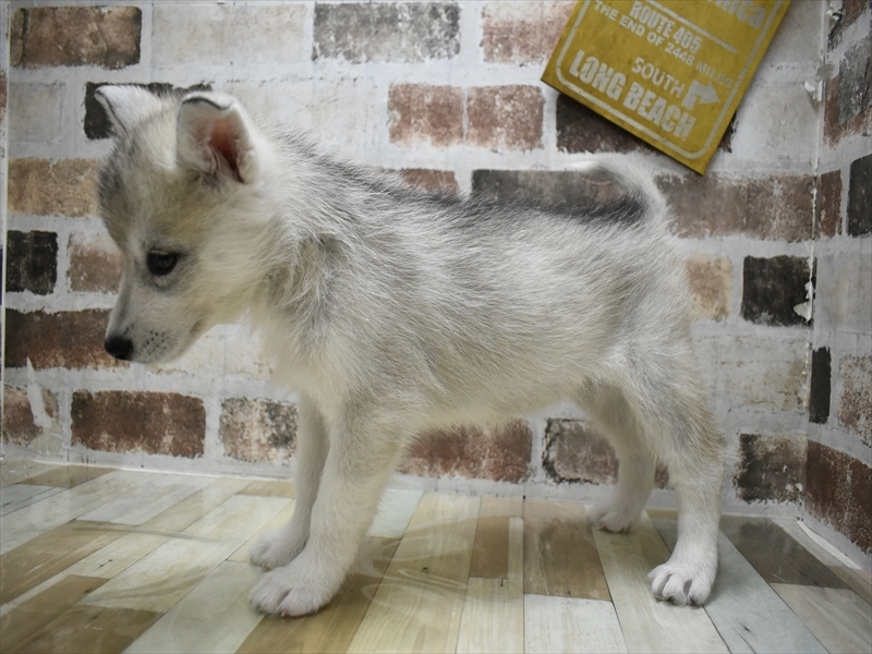 愛知県のシベリアンハスキー (ワンラブ名古屋守山インター総本店/2025年9月3日生まれ/女の子/シルバーホワイト)の子犬の3枚目の画像