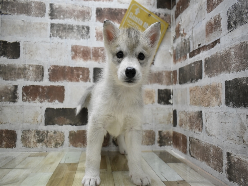 愛知県のシベリアンハスキー (ワンラブ名古屋守山インター総本店/2025年9月3日生まれ/女の子/シルバーホワイト)の子犬の2枚目の画像