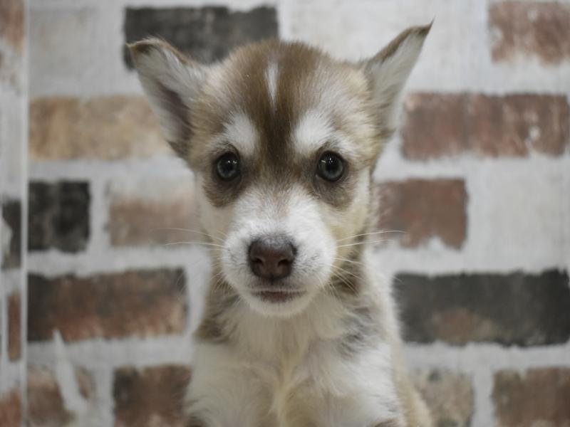愛知県のシベリアンハスキー (ワンラブペッツビレッジ アピタ刈谷店(FC)/2025年9月3日生まれ/女の子/チョコレートホワイト)の子犬の1枚目の画像