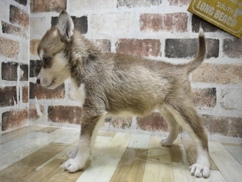 愛知県のシベリアンハスキー (ワンラブペッツビレッジ アピタ刈谷店(FC)/2025年9月3日生まれ/女の子/チョコレートホワイト)の子犬の3枚目の画像