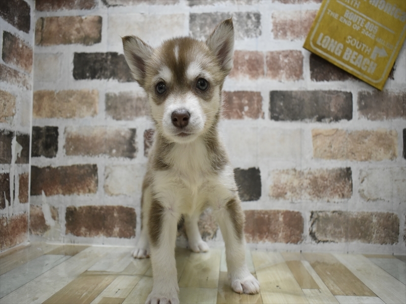 愛知県のシベリアンハスキー (ワンラブペッツビレッジ アピタ刈谷店(FC)/2025年9月3日生まれ/女の子/チョコレートホワイト)の子犬の2枚目の画像