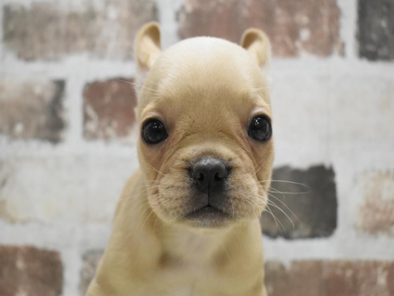 福岡県のフレンチブルドッグ (ワンラブ福岡総本店/2025年8月29日生まれ/男の子/クリーム)の子犬