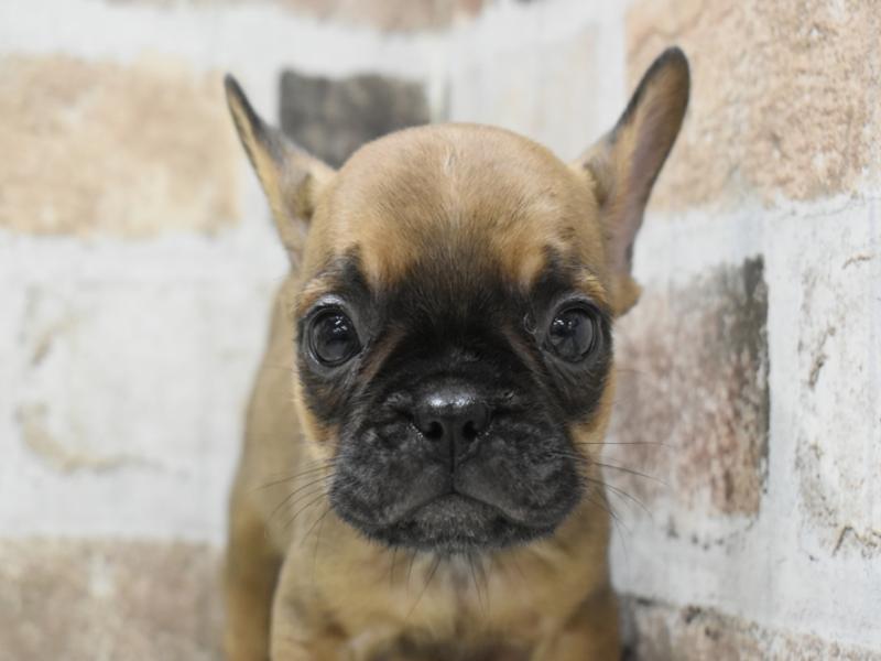 愛知県のフレンチブルドッグ (ワンラブ星崎店(FC)/2025年8月29日生まれ/男の子/フォーン)の子犬の1枚目の画像
