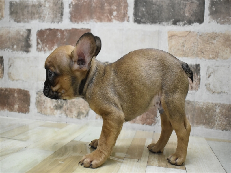 愛知県のフレンチブルドッグ (ワンラブ星崎店(FC)/2025年8月29日生まれ/男の子/フォーン)の子犬の3枚目の画像