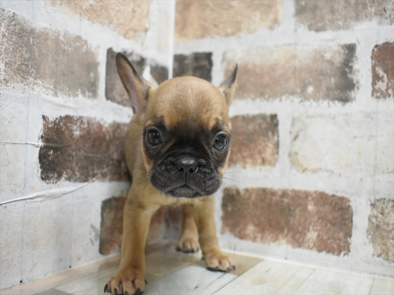愛知県のフレンチブルドッグ (ワンラブ星崎店(FC)/2025年8月29日生まれ/男の子/フォーン)の子犬の2枚目の画像