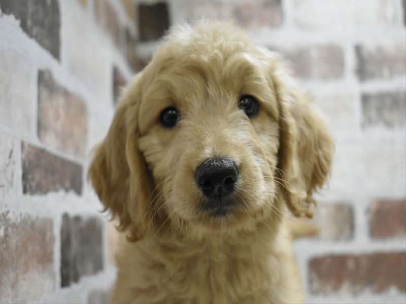大阪府のゴールデンドゥードゥル(ゴールデン×プードル) (ワンラブおっきなもふもふ大阪総本店(FC)/2025年9月3日生まれ/女の子/ゴールデン)の子犬