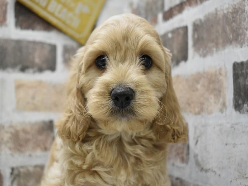 三重県のコッカプー(アメリカンコッカースパニエル×プードル) (ワンラブバローミタス伊勢店(FC)/2025年9月3日生まれ/男の子/アプリコット)の子犬の1枚目の画像