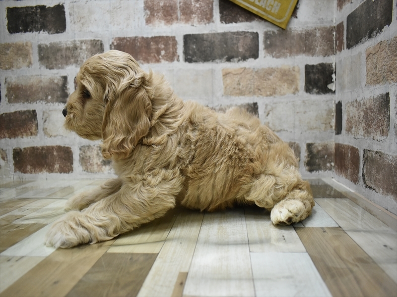 三重県のコッカプー(アメリカンコッカースパニエル×プードル) (ワンラブバローミタス伊勢店(FC)/2025年9月3日生まれ/男の子/アプリコット)の子犬の3枚目の画像