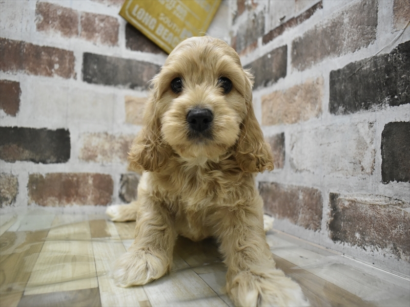 三重県のコッカプー(アメリカンコッカースパニエル×プードル) (ワンラブバローミタス伊勢店(FC)/2025年9月3日生まれ/男の子/アプリコット)の子犬の2枚目の画像