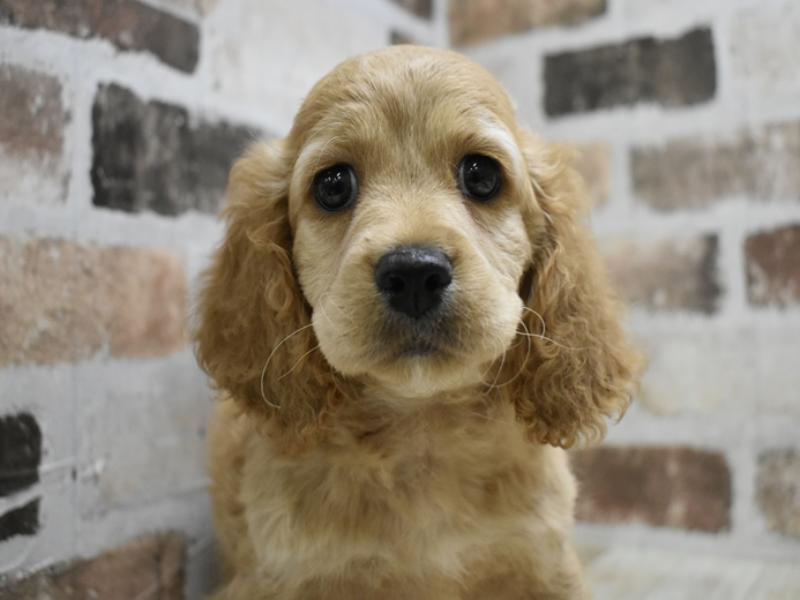 愛知県のコッカプー(アメリカンコッカースパニエル×プードル) (ワンラブドン・キホーテ緑店(FC)/2025年9月3日生まれ/女の子/アプリコット)の子犬