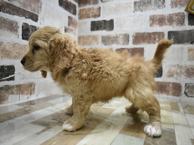 愛知県のコッカプー(アメリカンコッカースパニエル×プードル) (ワンラブドン・キホーテ緑店(FC)/2025年9月3日生まれ/女の子/アプリコット)の子犬の3枚目の画像